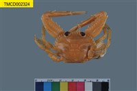 藏品(梭子蟹)的圖片